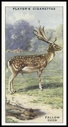 36 Fallow Deer